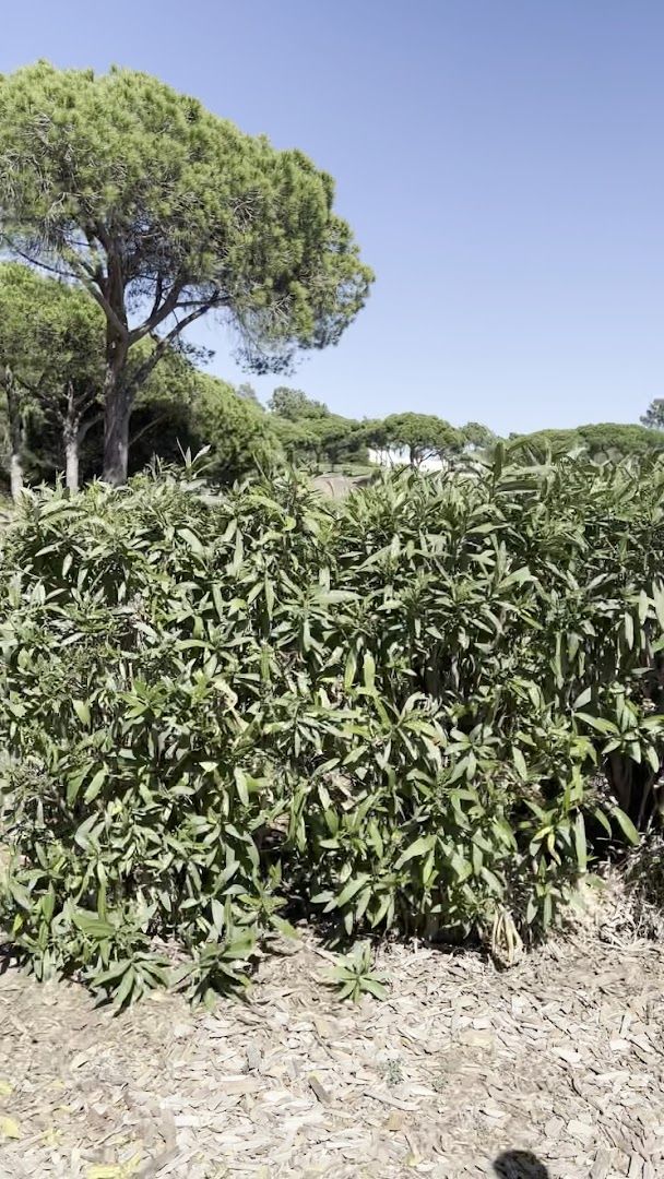 Quinta do Lago Golf Clubhouse South — photo 2 of 12