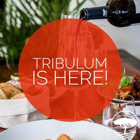 Tribulum Restaurant — photo 2 of 12